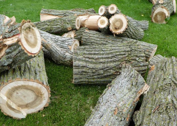 tree removal in anchorage